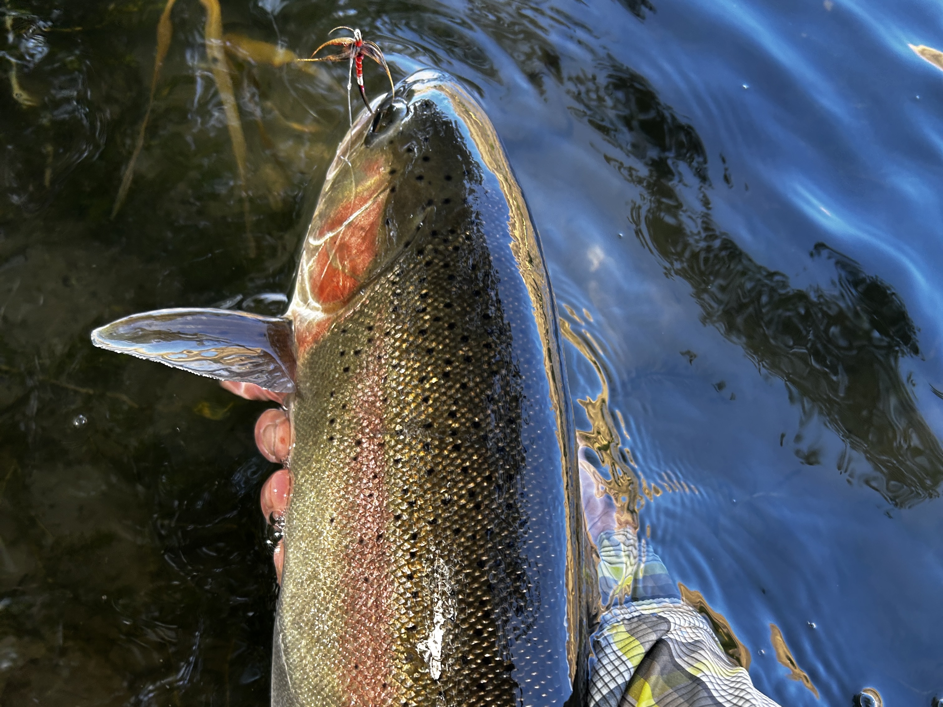 Trout with fly